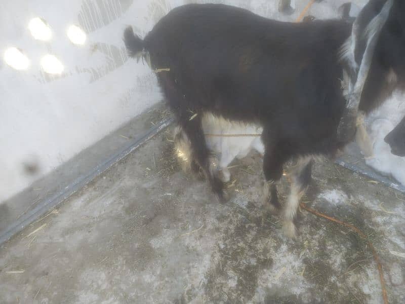 DDP BREED GOAT/ 2 KIDS FEMALE READ  ADD  FIRST 5