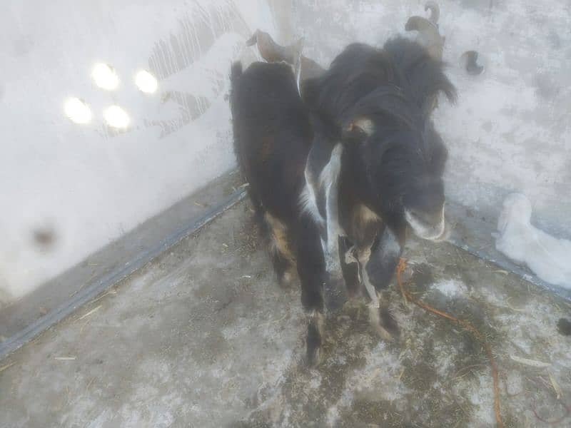 DDP BREED GOAT/ 2 KIDS FEMALE READ  ADD  FIRST 6