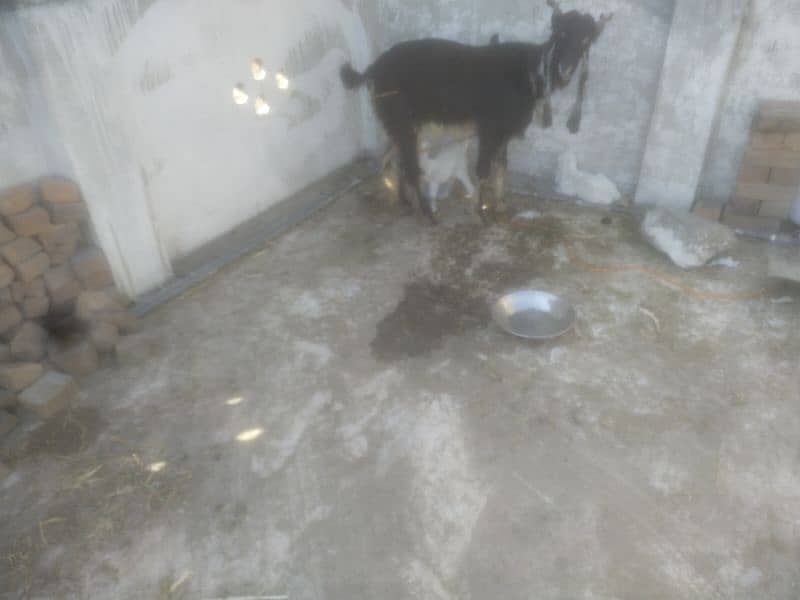 DDP BREED GOAT/ 2 KIDS FEMALE READ  ADD  FIRST 8