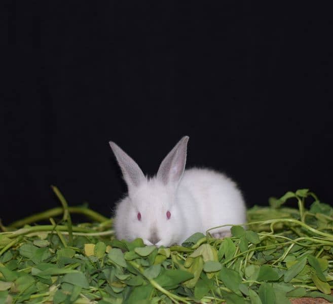 New Zealand White rabbit | Bunnies | Baby Red Eyes Rabbit Pure Breed 4