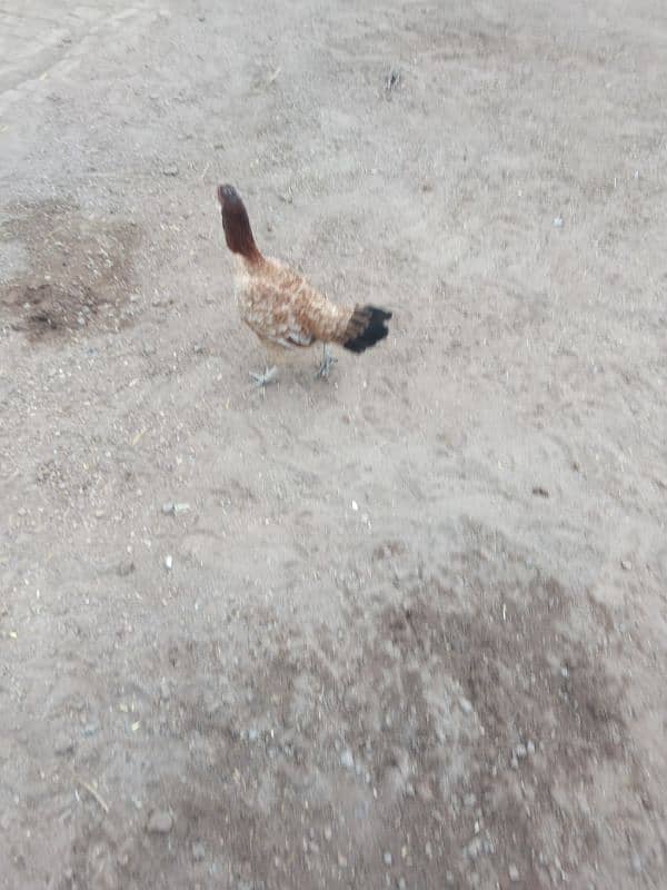 Desi cross hen sale pefect  for kuruk 0