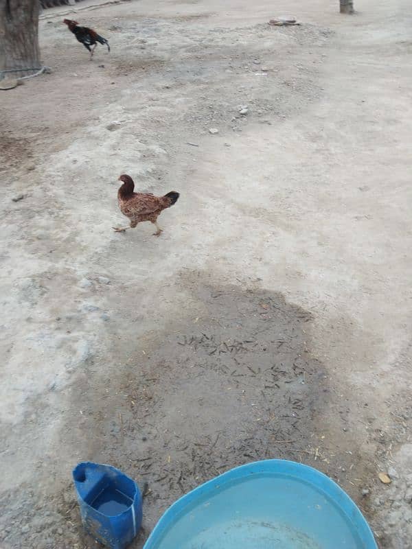 Desi cross hen sale pefect  for kuruk 1