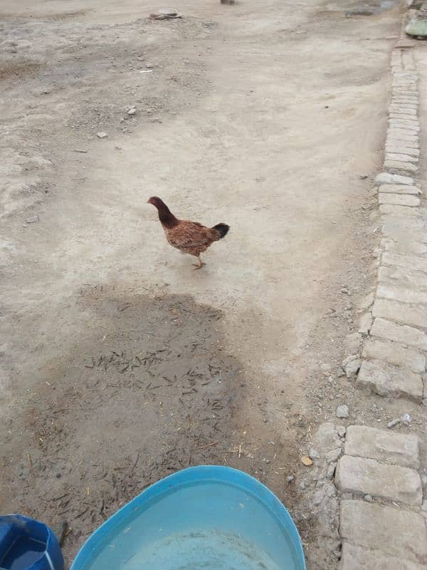 Desi cross hen sale pefect  for kuruk 4