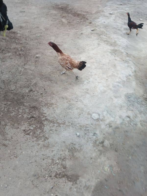 Desi cross hen sale pefect  for kuruk 5