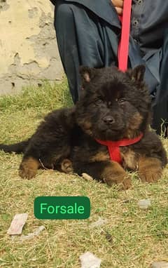 German Shepherd female for sale