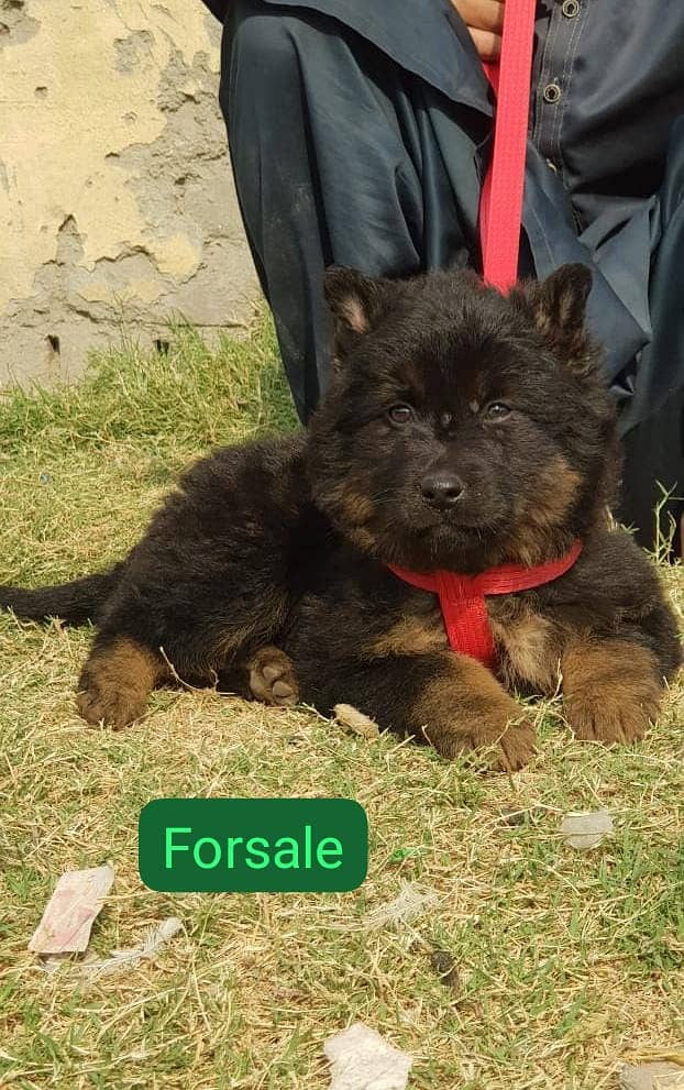 German Shepherd female for sale 0