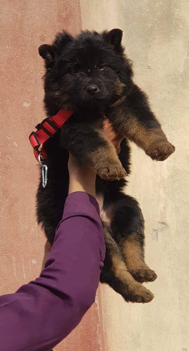 German Shepherd female for sale 1