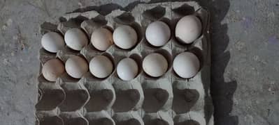 gholden havey Cochin  white havey Cochin eggs ch