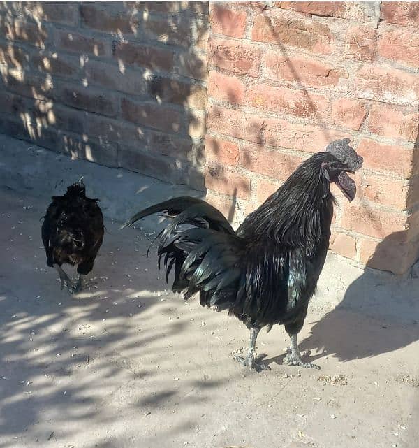 Grey Tongue Ayam Cemani pair for Sale 0