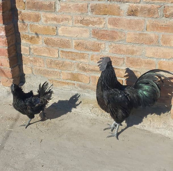 Grey Tongue Ayam Cemani pair for Sale 1