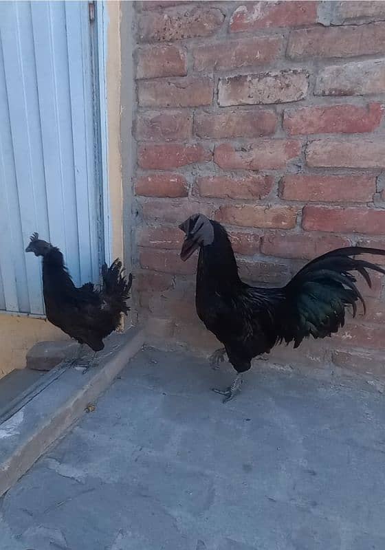 Grey Tongue Ayam Cemani pair for Sale 2