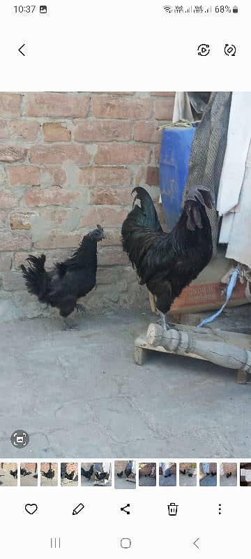 Grey Tongue Ayam Cemani pair for Sale 3