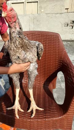 hi quality kamalia cross upto 2 month chicks available for sale in lhr