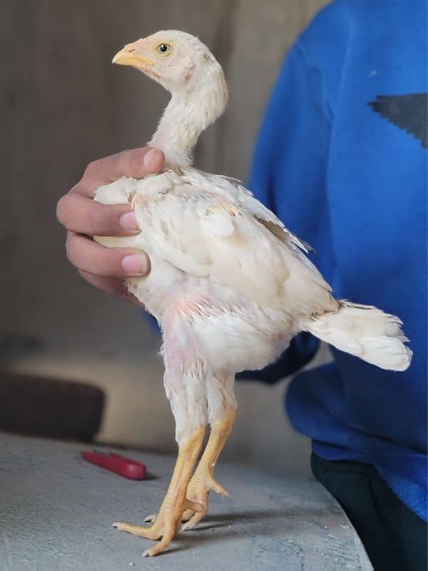 hi quality kamalia cross upto 2 month chicks available for sale in lhr 2