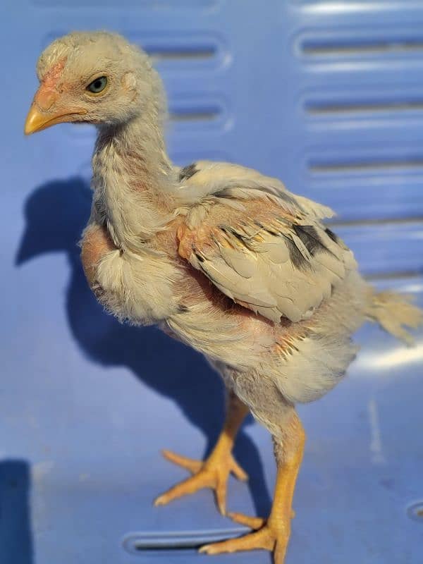 hi quality kamalia cross upto 2 month chicks available for sale in lhr 5