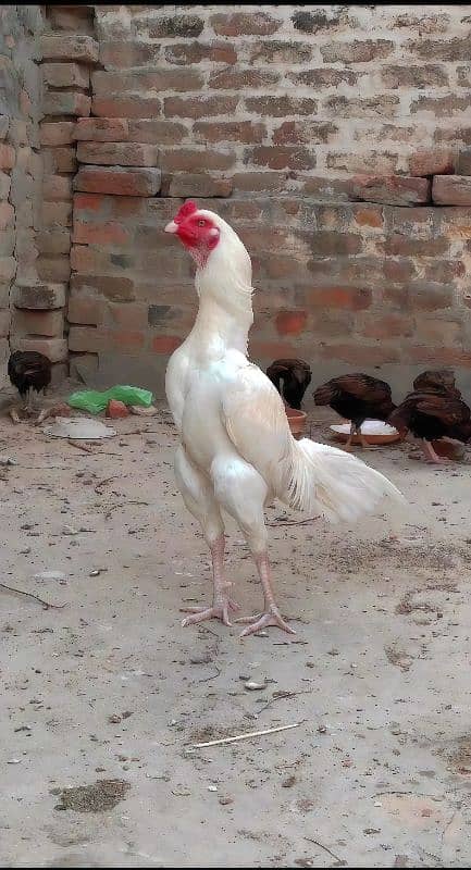 mianwali aseel breed 0