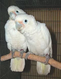 cockatoo male