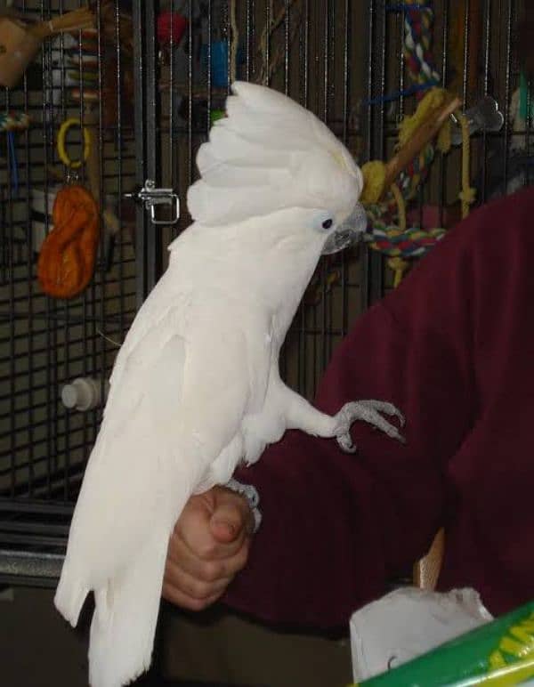 cockatoo male 1