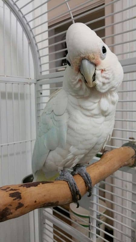 cockatoo male 2