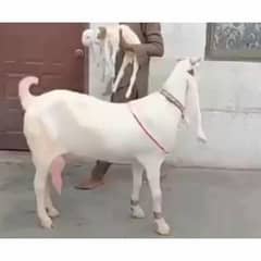 Gulabi / rajanpuri bakri for sale 03230726697