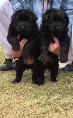 Black German Shepherd Pair / German Shepherd Long Coat Puppies