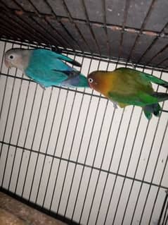 Lovebirds for sale (Green/Parblue x Blue Fishri)