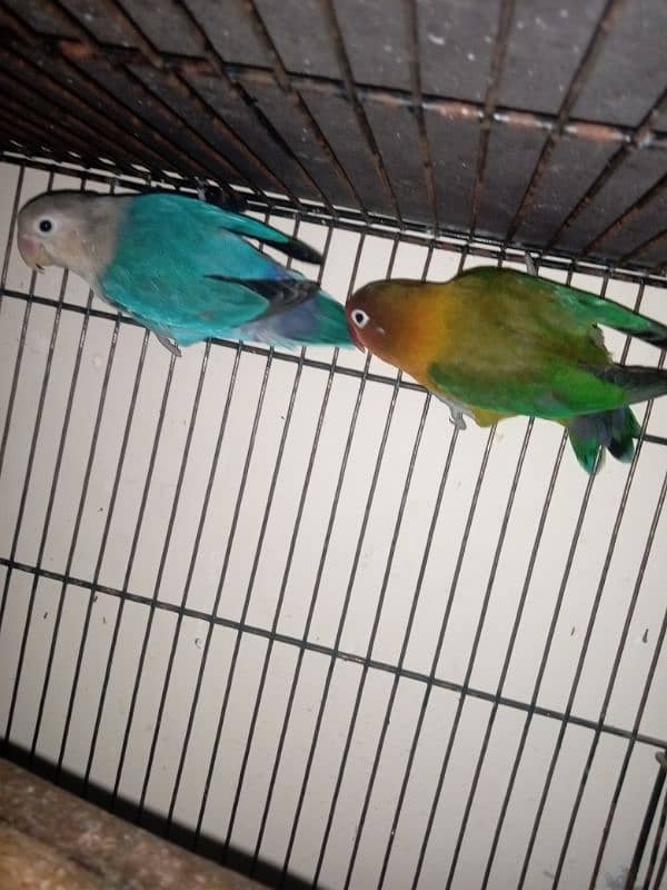 Lovebirds for sale (Green/Parblue x Blue Fishri) 0