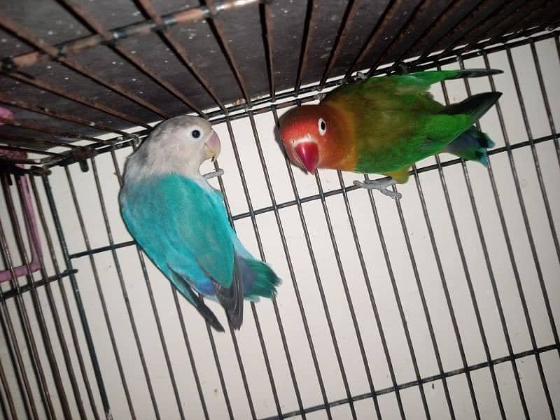 Lovebirds for sale (Green/Parblue x Blue Fishri) 1