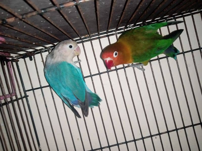 Lovebirds for sale (Green/Parblue x Blue Fishri) 2