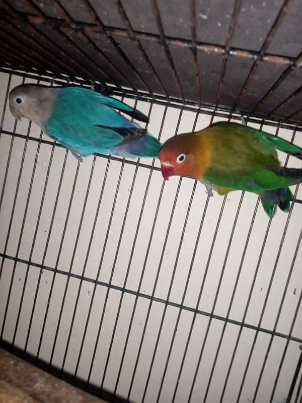 Lovebirds for sale (Green/Parblue x Blue Fishri) 3