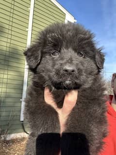 Black German Shepherd Female For Sale / GSD / Long Coat Puppies