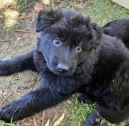 Black German Shepherd Male For Sale / GSD / Long Coat Puppies 0