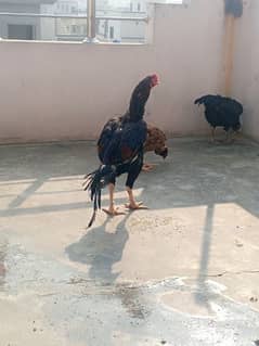 Aseel Hens/ Thai cross pathi/ Bermi male patha