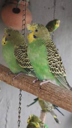 Australian parrots (Christ)