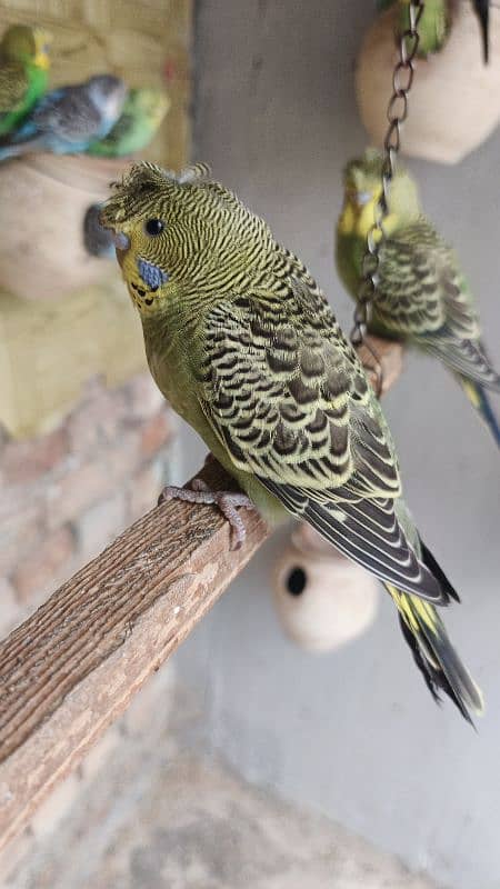 Australian parrots (Christ) 1