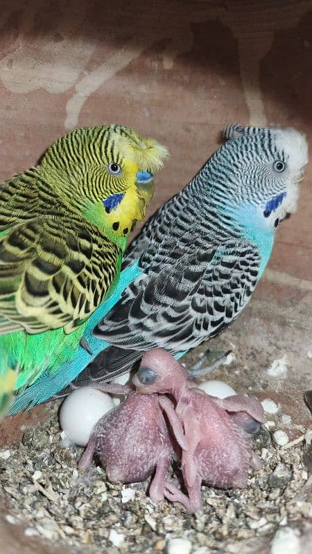 Australian parrots (Christ) 2