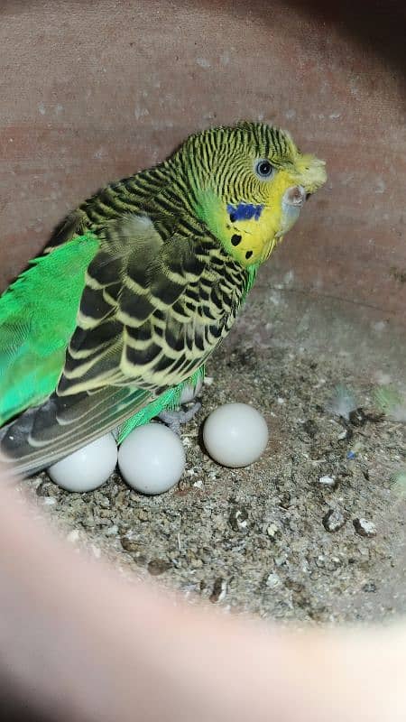 Australian parrots (Christ) 4