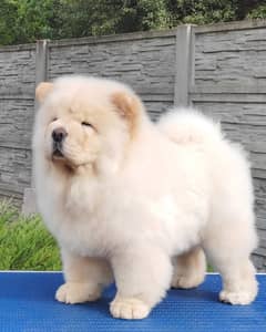 Chow chow Puppy for sale