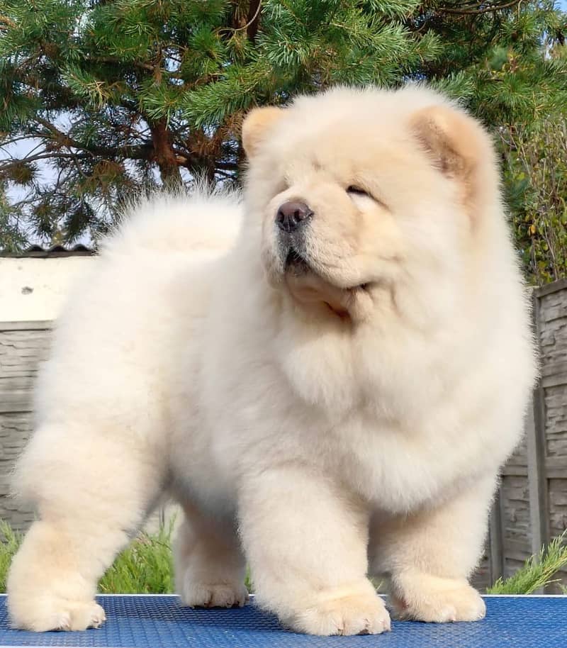 Chow chow Puppy for sale 1