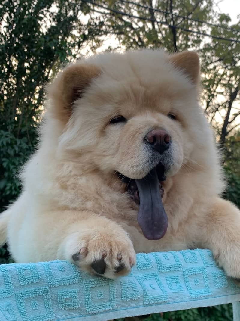 Chow chow Puppy for sale 2