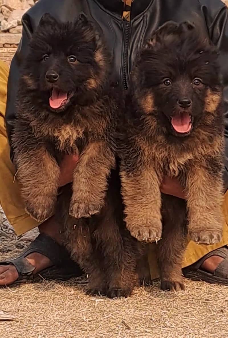 German Shepherd Pair For Sale / GSD / Long Coat Puppies 0