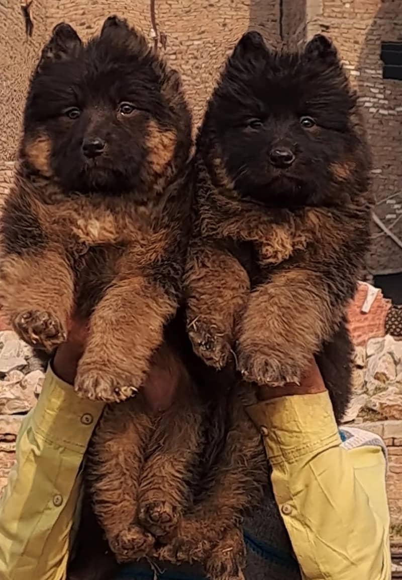 German Shepherd Pair For Sale / GSD / Long Coat Puppies 2