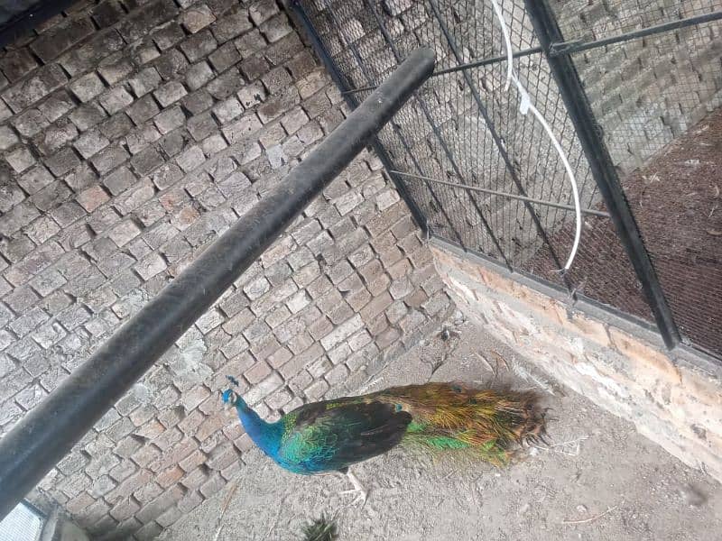 All types of Peacocks with Home delivery available 0