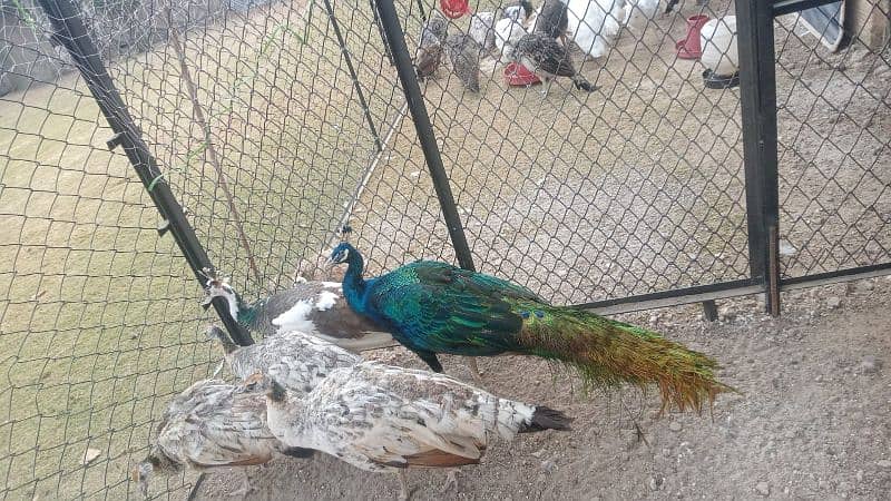 All types of Peacocks with Home delivery available 1