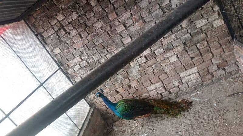 All types of Peacocks with Home delivery available 2