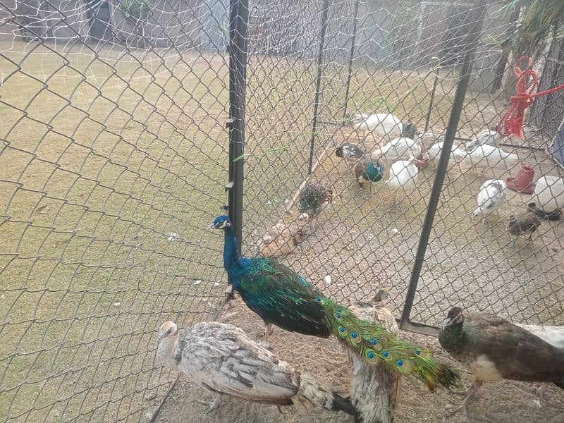 All types of Peacocks with Home delivery available 3