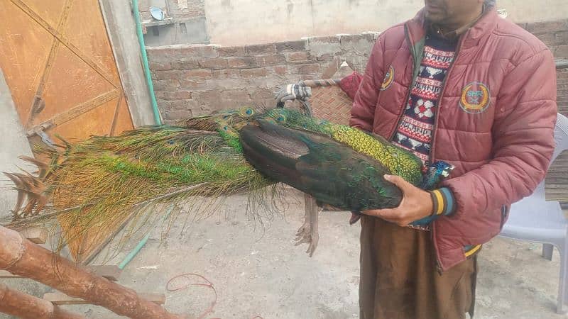 All types of Peacocks with Home delivery available 4