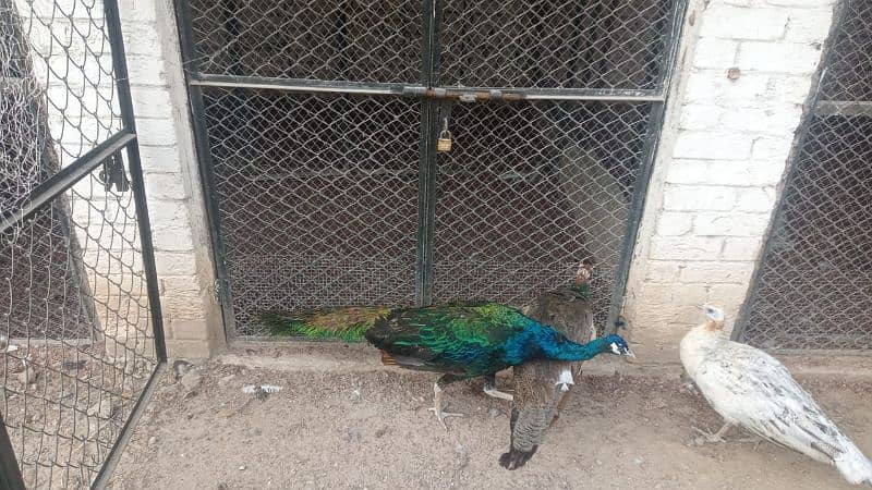 All types of Peacocks with Home delivery available 5