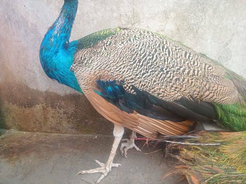 All types of Peacocks with Home delivery available 6