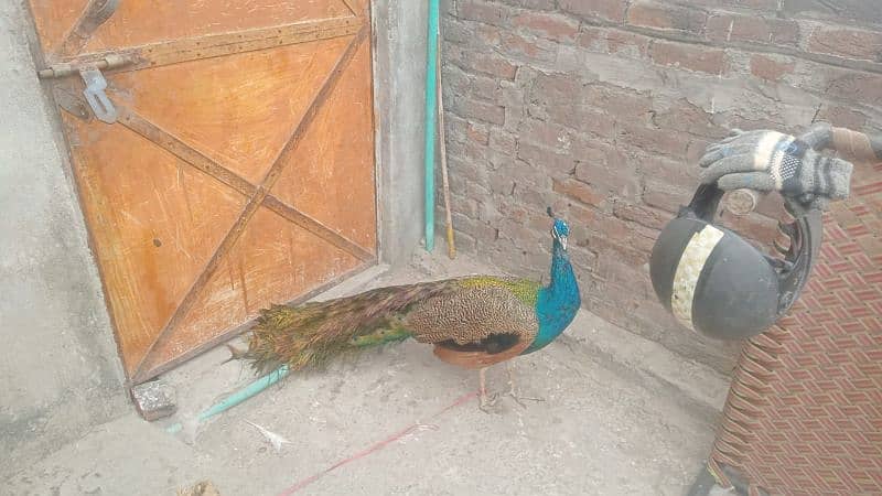 All types of Peacocks with Home delivery available 7